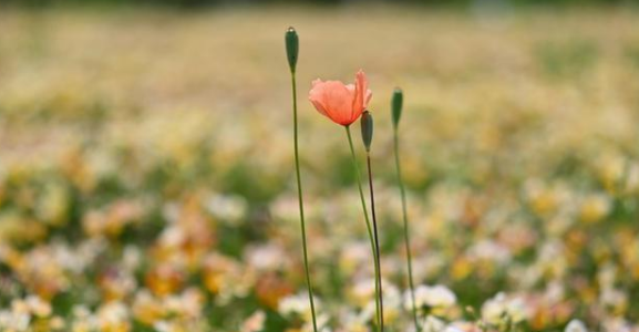 預(yù)繳土地增值稅計(jì)稅依據(jù)的方法：一個(gè)還是兩個(gè)？