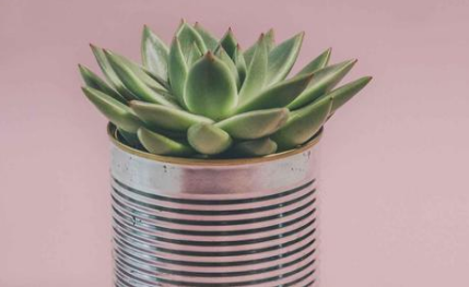 房地產(chǎn)進項留抵稅額是否可以抵減增值稅預交稅款欠稅？