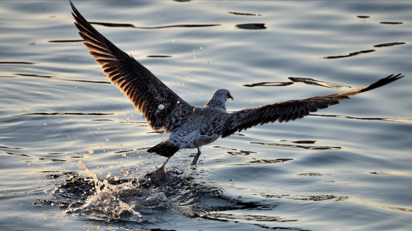 新契稅法下21地公布契稅最新稅率，原優(yōu)惠稅率仍適用