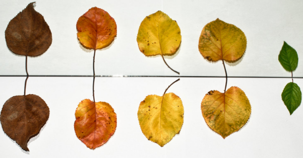 運(yùn)輸服務(wù)跟物流輔助服務(wù)業(yè)務(wù)，增值稅率一樣嗎？