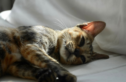 轉(zhuǎn)售水電的稅務(wù)處理，不再疑惑！